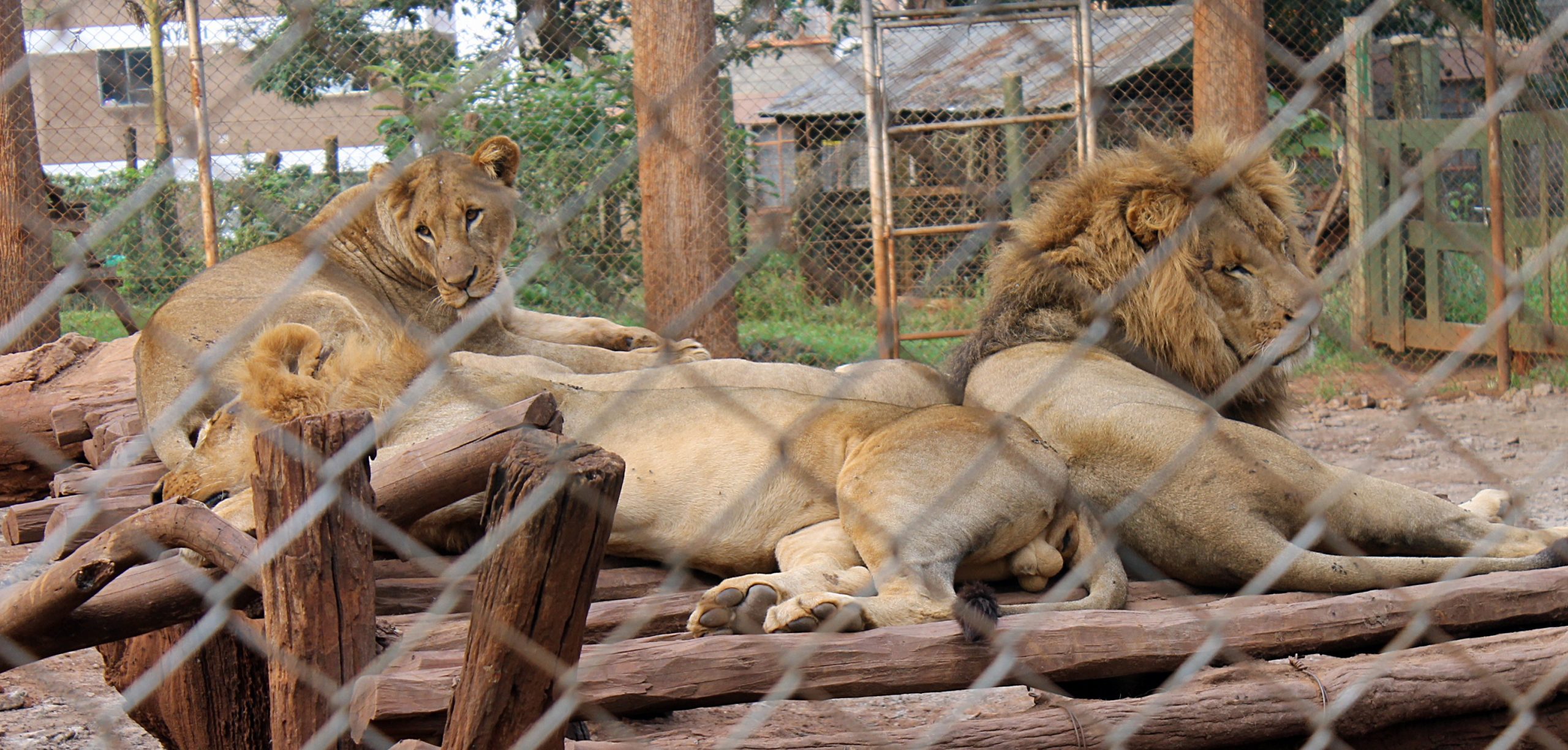 Nairobi animal orphanage tour