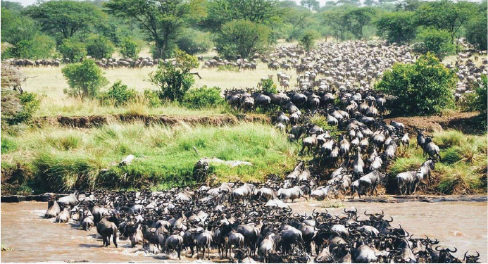 Wildebeest migration